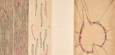 Louise Bourgeois. The Fear Is Inside You!!! 2007