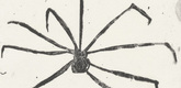 Louise Bourgeois. Untitled, plate 5 of 9, from the illustrated book, Ode &agrave; Ma M&egrave;re. 1995