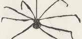 Louise Bourgeois. Untitled, plate 5 of 9, from the illustrated book, Ode &agrave; Ma M&egrave;re. 1995