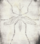 Louise Bourgeois. Mosquito. 1999