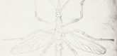 Louise Bourgeois. Mosquito. 1999