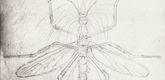 Louise Bourgeois. Mosquito. 1999