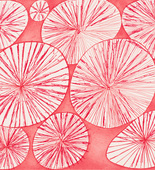 Louise Bourgeois. Untitled No. 2. 2004
