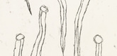 Louise Bourgeois. The Little Leeches. 2007