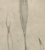 Louise Bourgeois. Pousses de Plantes. c. 1948