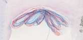 Louise Bourgeois. Plant Study. 2008