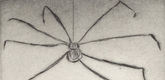 Louise Bourgeois. Untitled, plate 5 of 9, from the illustrated book, Ode &agrave; Ma M&egrave;re. 1995
