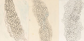 Louise Bourgeois. Les Cinq. 2006