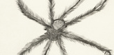 Louise Bourgeois. Hairy Spider. 2001