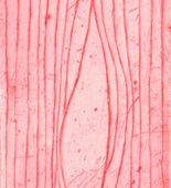 Louise Bourgeois. Untitled. c. 2005