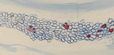 Louise Bourgeois. Untitled, no. 29 of 42 in La Rivi&egrave;re Gentille (set 1), from the series of installation sets (1-3). 2007