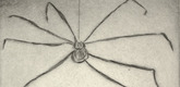 Louise Bourgeois. Untitled, plate 5 of 9, from the portfolio, Ode &agrave; Ma M&egrave;re. 1995