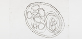 Louise Bourgeois. Untitled, no. 33, in Nothing to Remember, from the series of folio sets (1-6). 2004